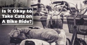 Is it Okay to Take Cats on A Bike Ride?